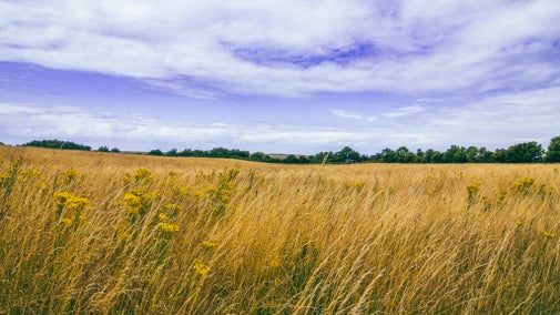 A view across the fields at Branodunum with long grass in the foreground and on the gentle sloping field with a treeline marking the edge of the site